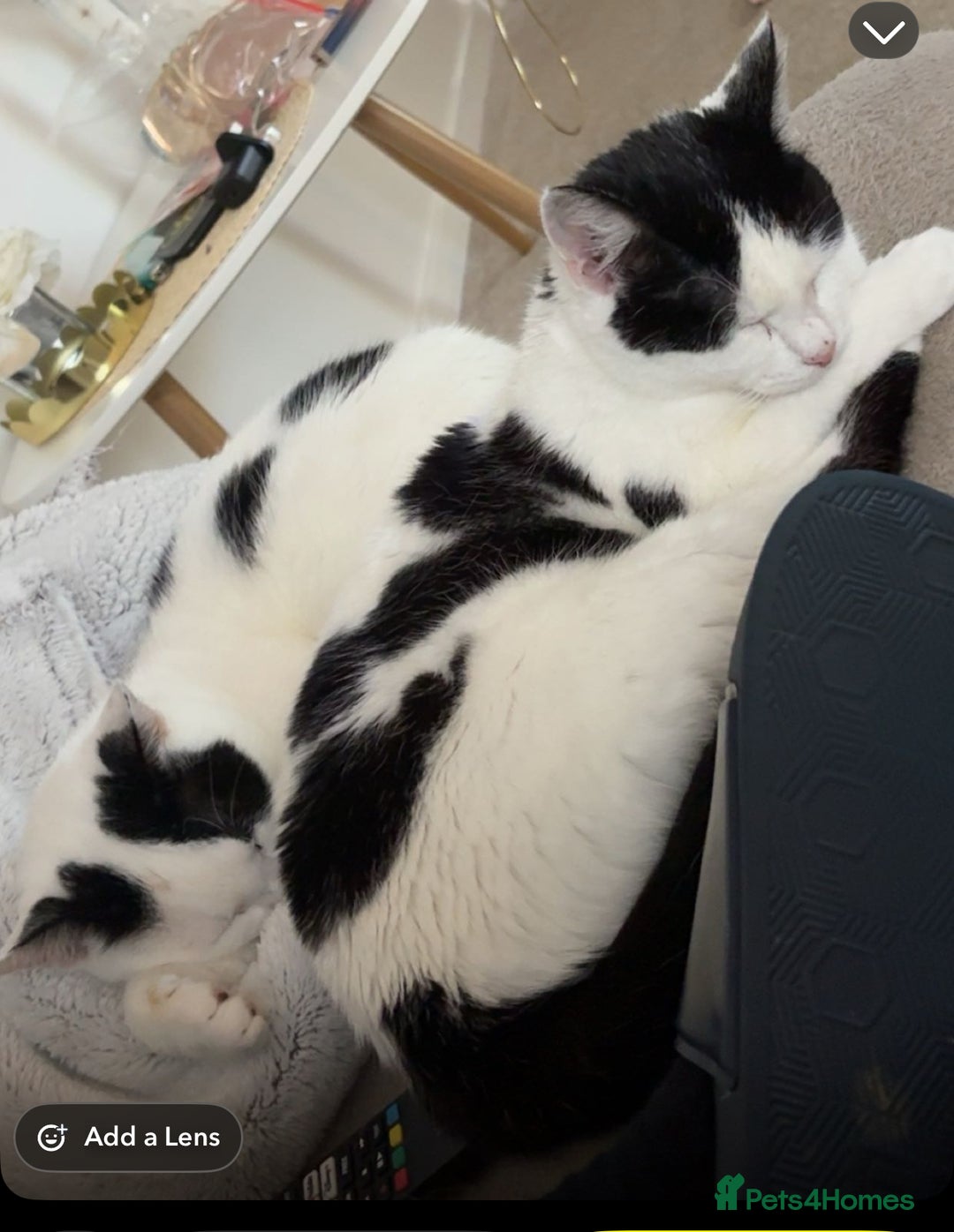 Mixed Breed cats for sale: Male and female cat FREE - Image 1