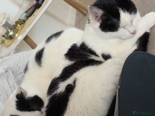 Mixed Breed cats - Advert 27