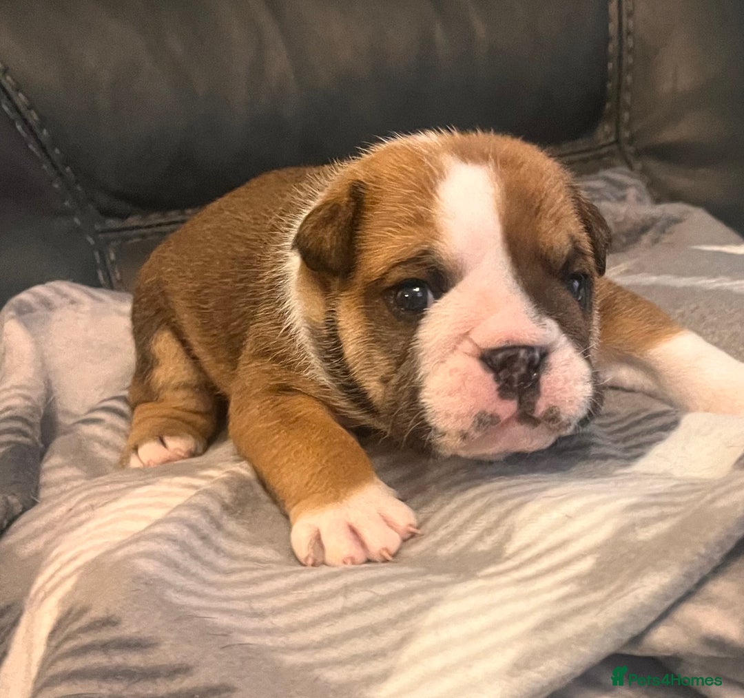English Bulldog dogs for sale: Kc reg English bulldog puppies 🏴󠁧󠁢󠁥󠁮󠁧󠁿 - Image 22