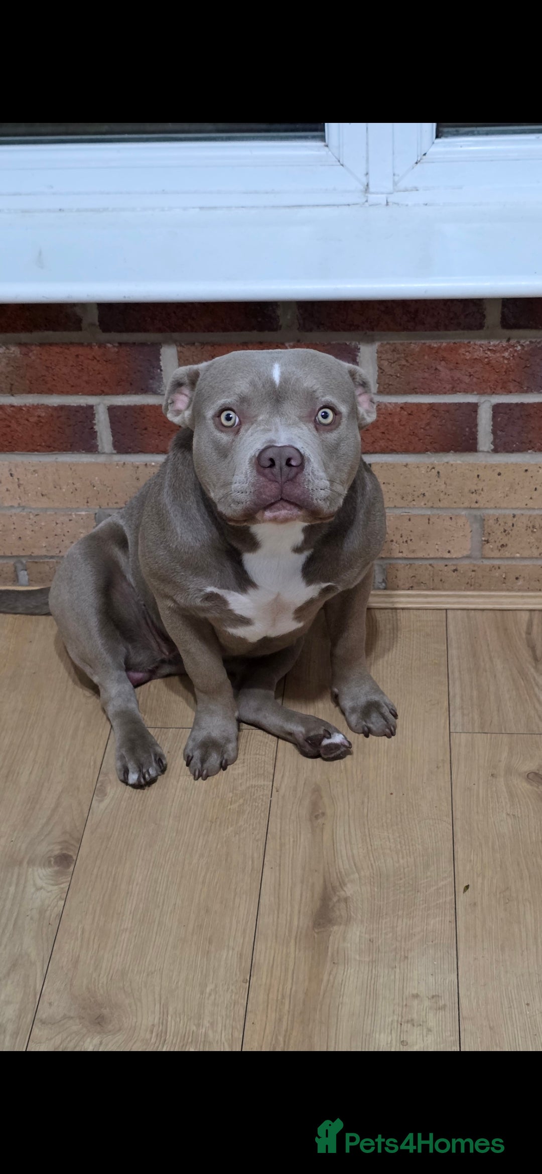 American Bully dogs for sale: American bully  - Image 2
