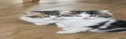 Siberian cats for sale: 3 Siberian x kittens for sale in Bracknell - Advert 5