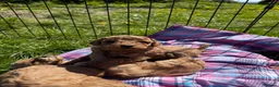 Cavapoo dogs for sale: Cavapoo F1b Puppies in Bishop Auckland - Advert 6