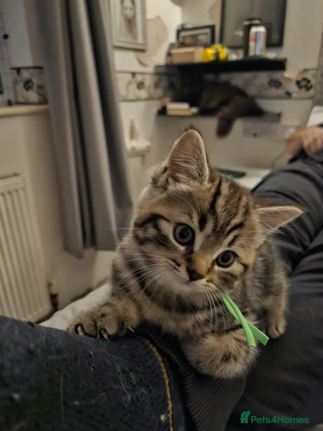 British Longhair cats for sale: BLH AND BSH kittens - Advert 2