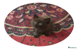 British Shorthair cats for sale: British Shorthair - Image 1