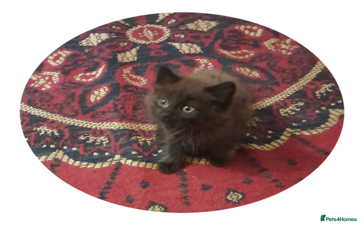 British Shorthair cats - Advert 7