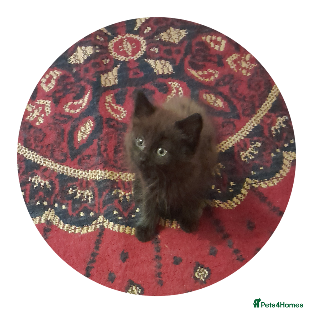 British Shorthair cats for sale: British Shorthair - Image 1