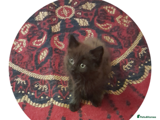 British Shorthair cats - Advert 8