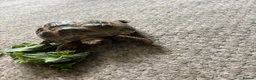 Tortoise reptiles for sale: Horsfield tortoises  - Advert 3