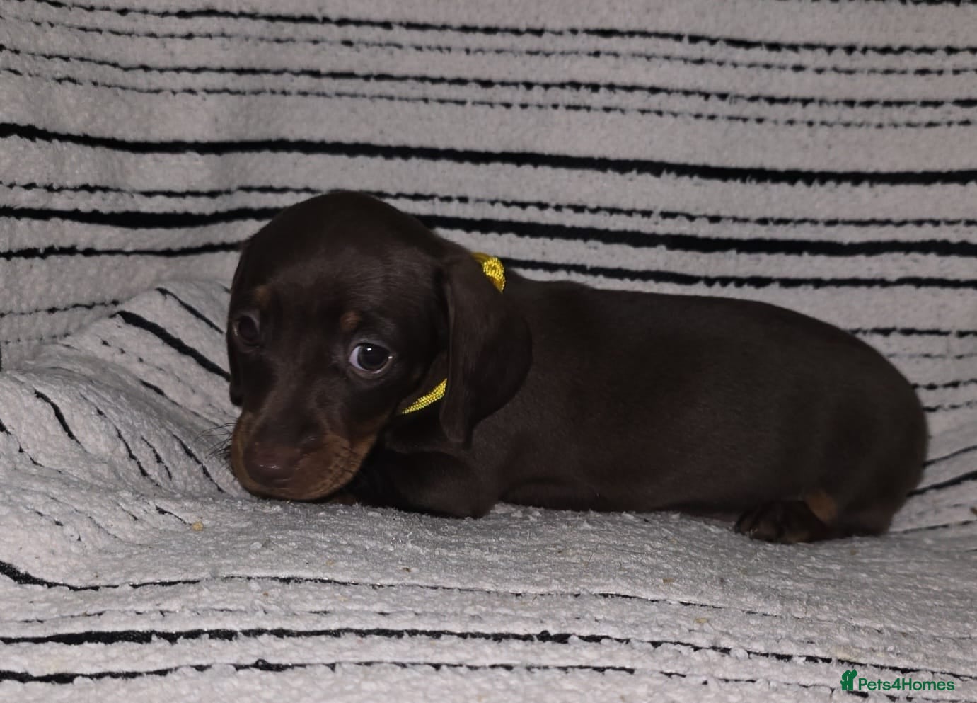 Dachshund dogs 7 adorable mini smooth dachshund PRA clear Ready  in Ilminster - Advert 10