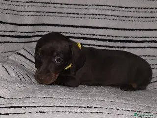 Dachshund dogs 7 adorable mini smooth dachshund PRA clear Ready in Ilminster - Advert 10