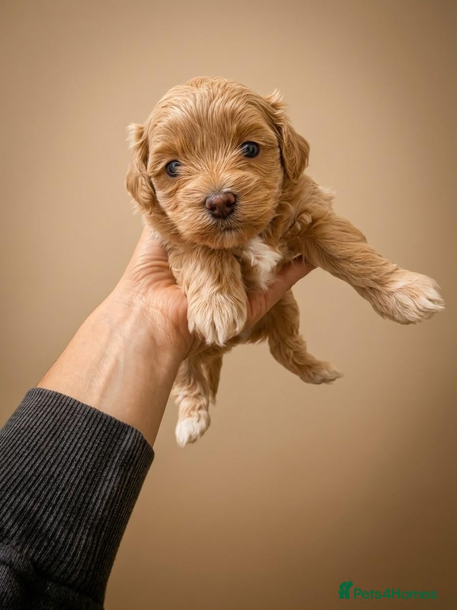 Cavapoochon dogs Cavapoochon Girl.Home-Reared&Raised with Love - Advert 2