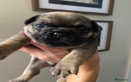 French Bulldog dogs for sale: 2 male French bulldog puppies for sale  - Image 4