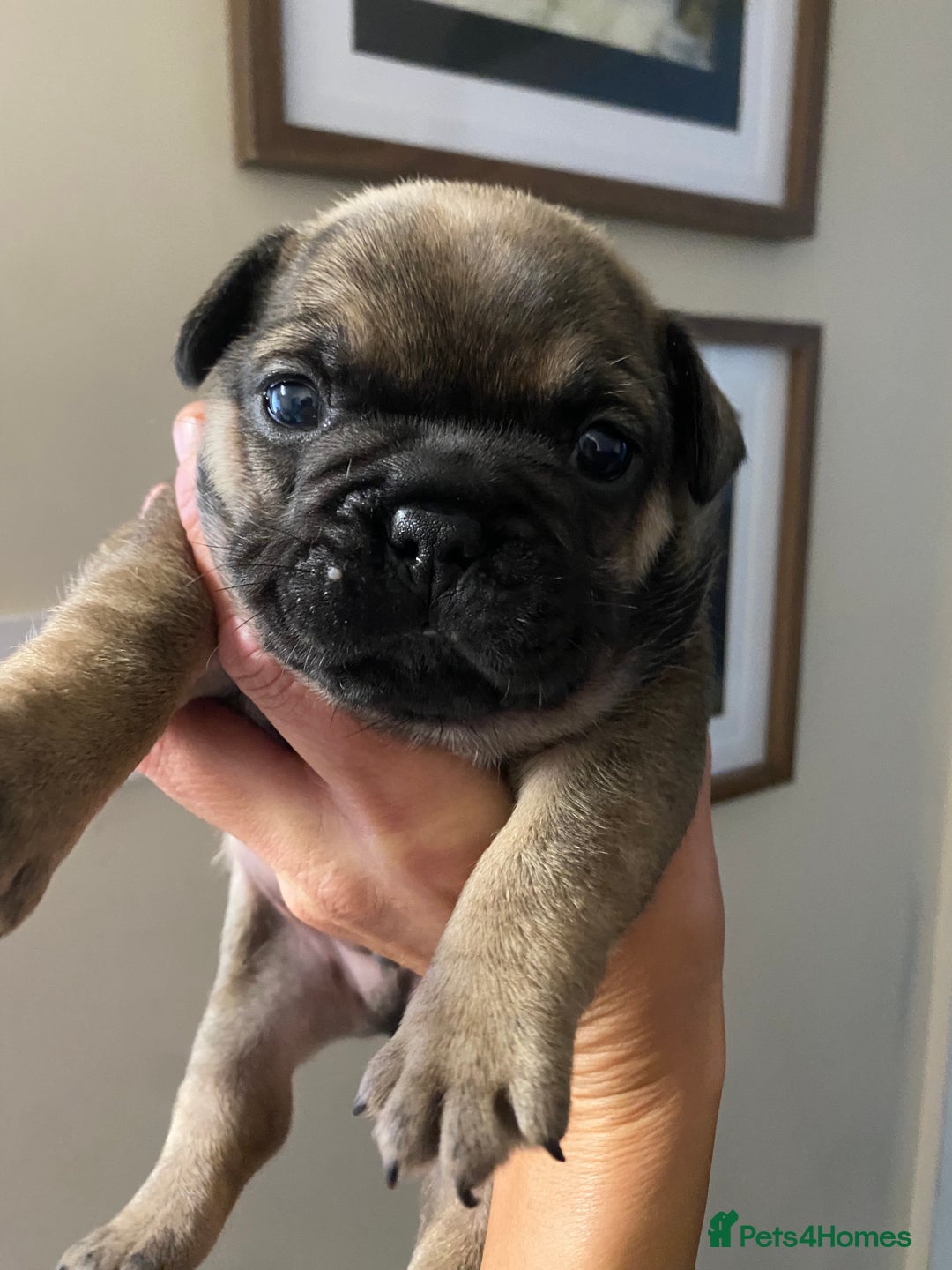 French Bulldog dogs for sale: 2 male French bulldog puppies for sale  - Image 4