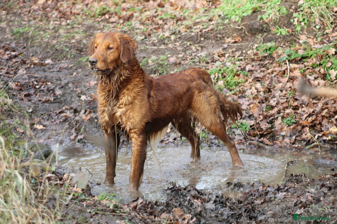 Golden Retriever dogs for stud: EXTENSIVELY health tested with excellent results! in Newark - Advert 34