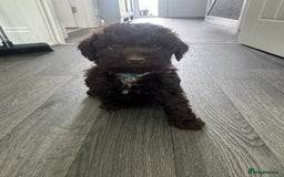 Cockapoo dogs for sale: Cockerpoos  - Image 14