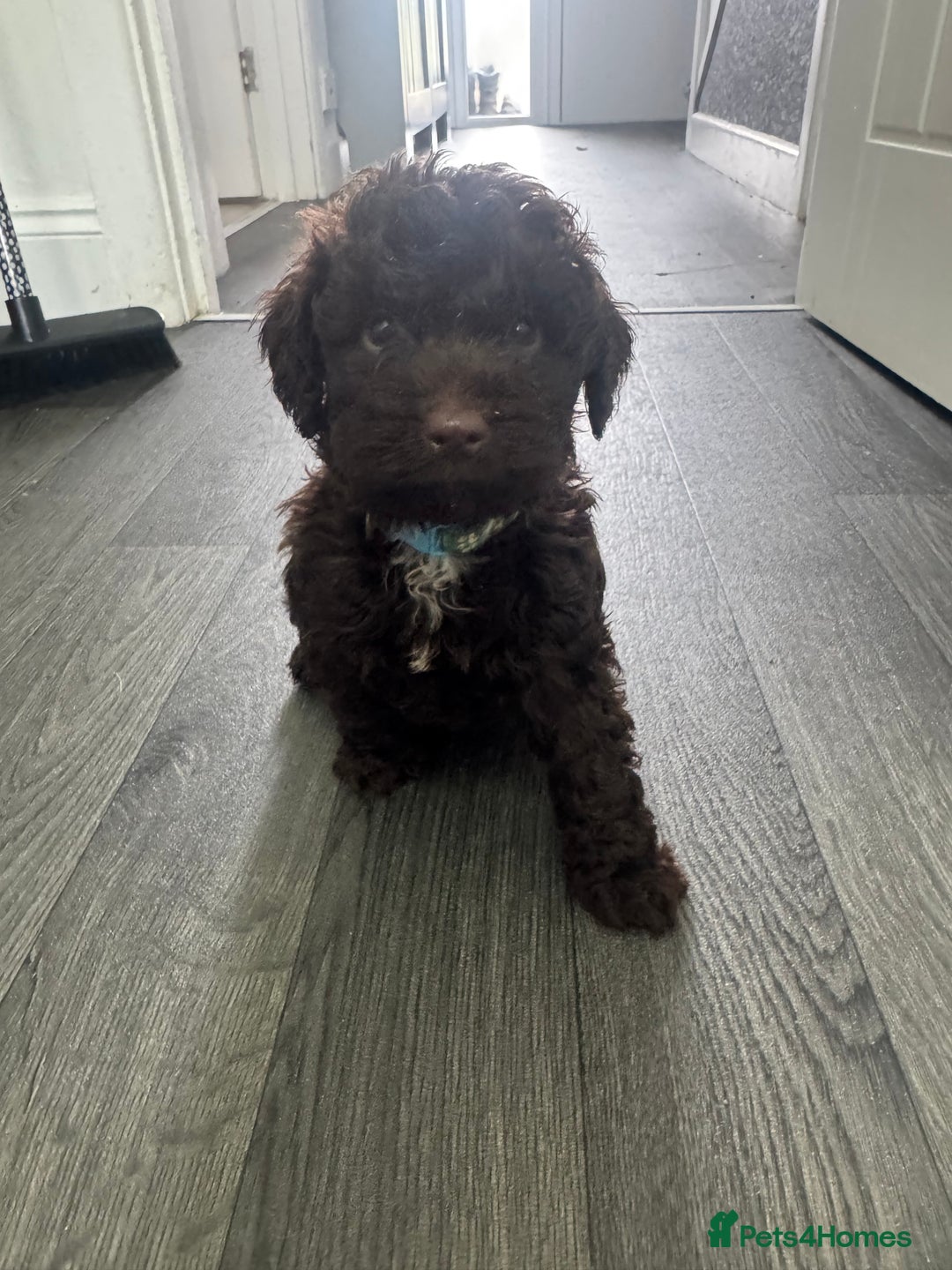 Cockapoo dogs for sale: Cockerpoos  - Image 14