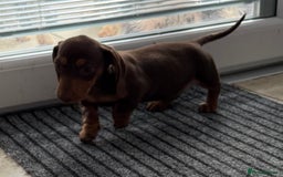 Miniature Dachshund dogs for sale: Beautiful miniature dachshunds ready now 🩷 - Image 12