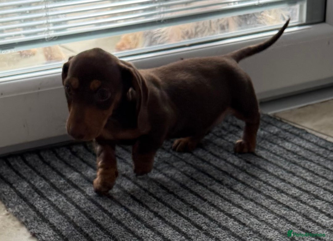 Miniature Dachshund dogs for sale: Beautiful miniature dachshunds ready now 🩷 - Image 12