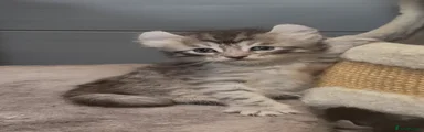 American Curl Kitten 2