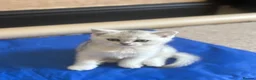 Scottish Fold cats for sale: ❤️SCOTTISH FOLD/STRAIGHTS SILVER CHINCHILLA ❤️ - Advert 9