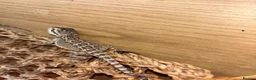 Bearded Dragon reptiles for sale: Friendly baby bearded dragons - Advert 5