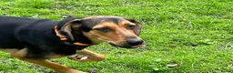 Mixed Breed dogs for adoption: Moca needs a loving home  - Advert 2