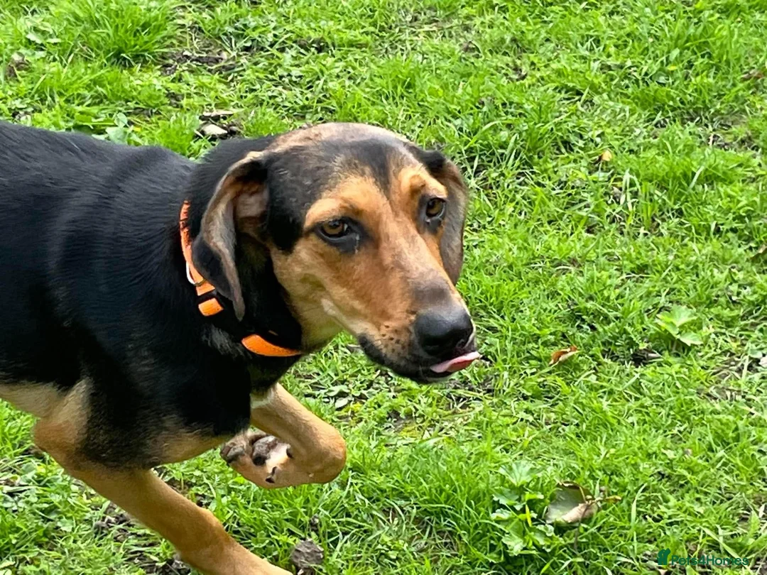 Mixed Breed dogs for adoption: Moca needs a loving home  - Advert 2