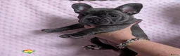 French Bulldog dogs for sale: French Bulldog puppies  - Advert 14