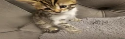 Bengal cats for sale: - Bengal Cross Kittens — Ready for New Homes in Chesham - Advert 7
