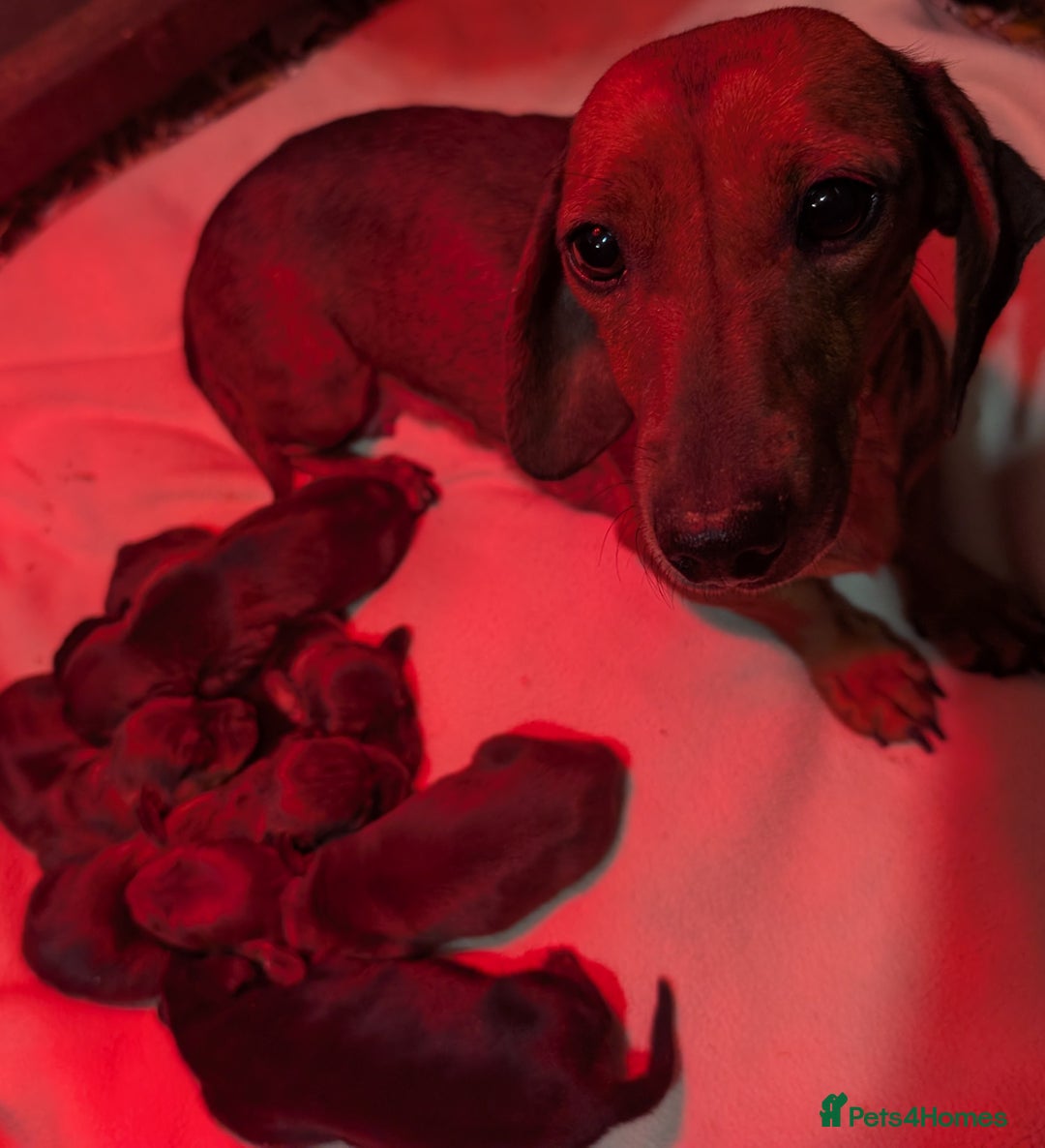 Miniature Dachshund dogs for sale: Quality KC / PRA Clear Minature Dachshund Puppies  - Image 14
