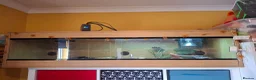 Bearded Dragon reptiles for sale: Bearded dragon and setup for sale - Advert 1