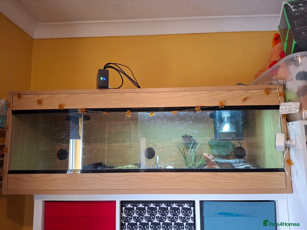 Bearded Dragon reptiles for sale: Bearded dragon and setup for sale - Advert 1