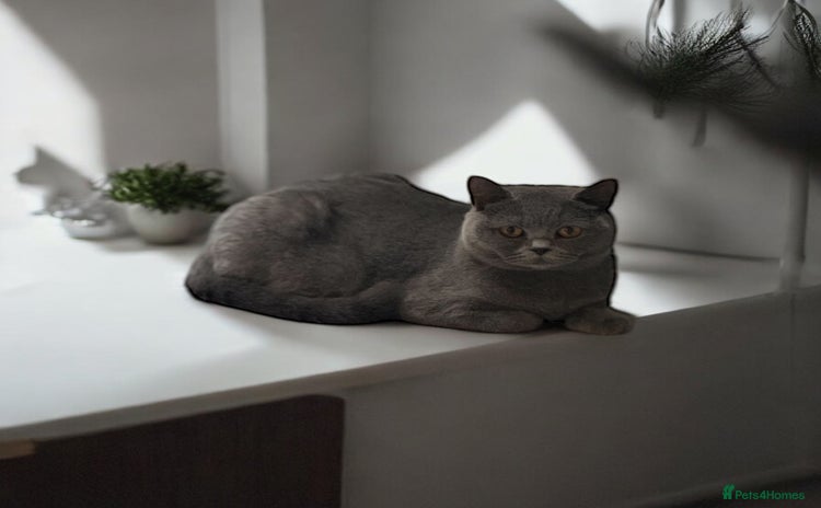 British Shorthair cats - Advert 12