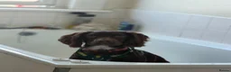 Cocker Spaniel dogs for sale: Male cocker spaniel - Advert 2