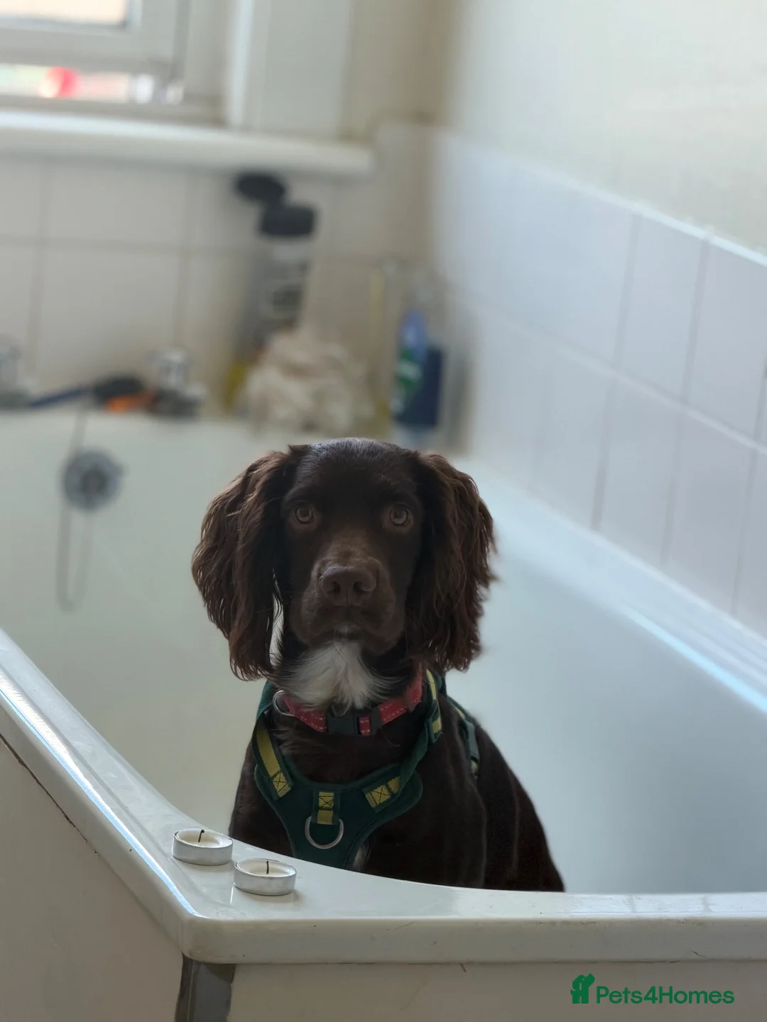 Cocker Spaniel dogs for sale: Male cocker spaniel - Advert 2