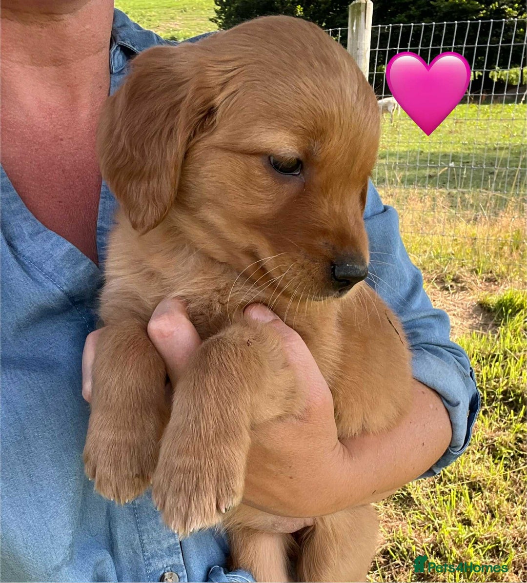 Golden Retriever dogs for sale: Beautiful KC Golden Retriever Puppies - Image 13