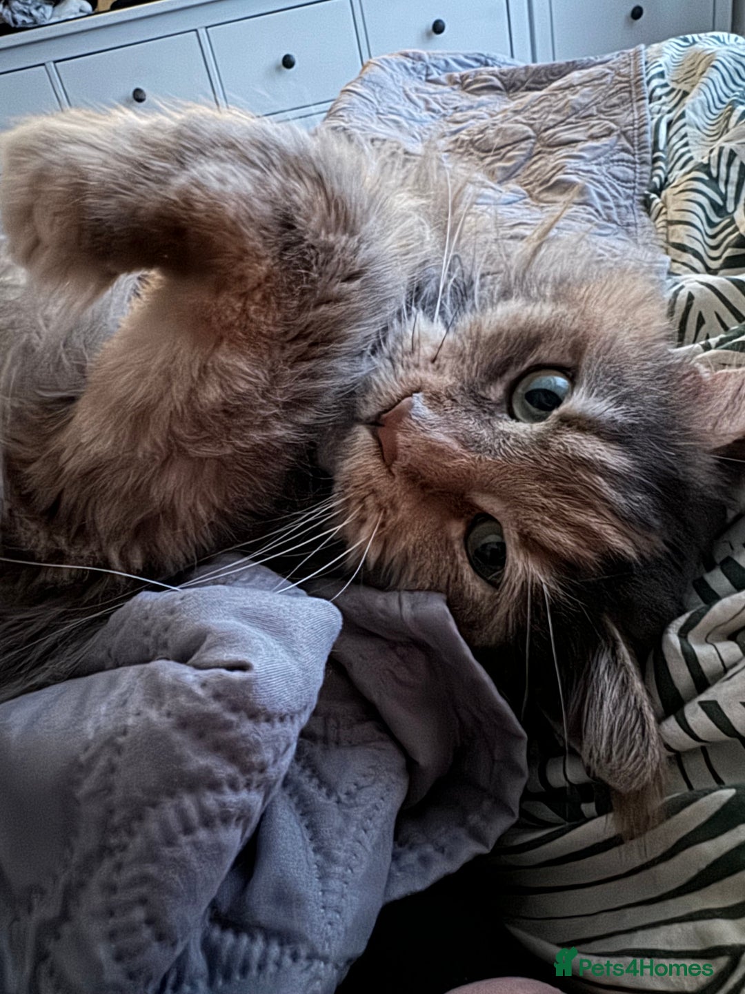 Maine Coon cats for sale: Retired Maine coon  - Advert 6