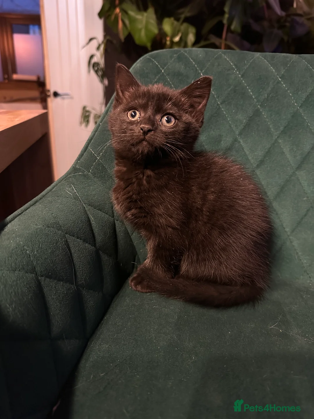 Mixed Breed cats for sale: Extremely friendly female kitten - Advert 3