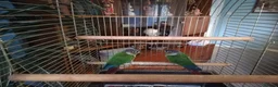 Conures birds for sale: Joey&Jenny 2 conures in Hull - Advert 2