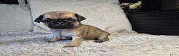 Pug dogs for sale: Beautiful Pug Puppies  - Advert 17