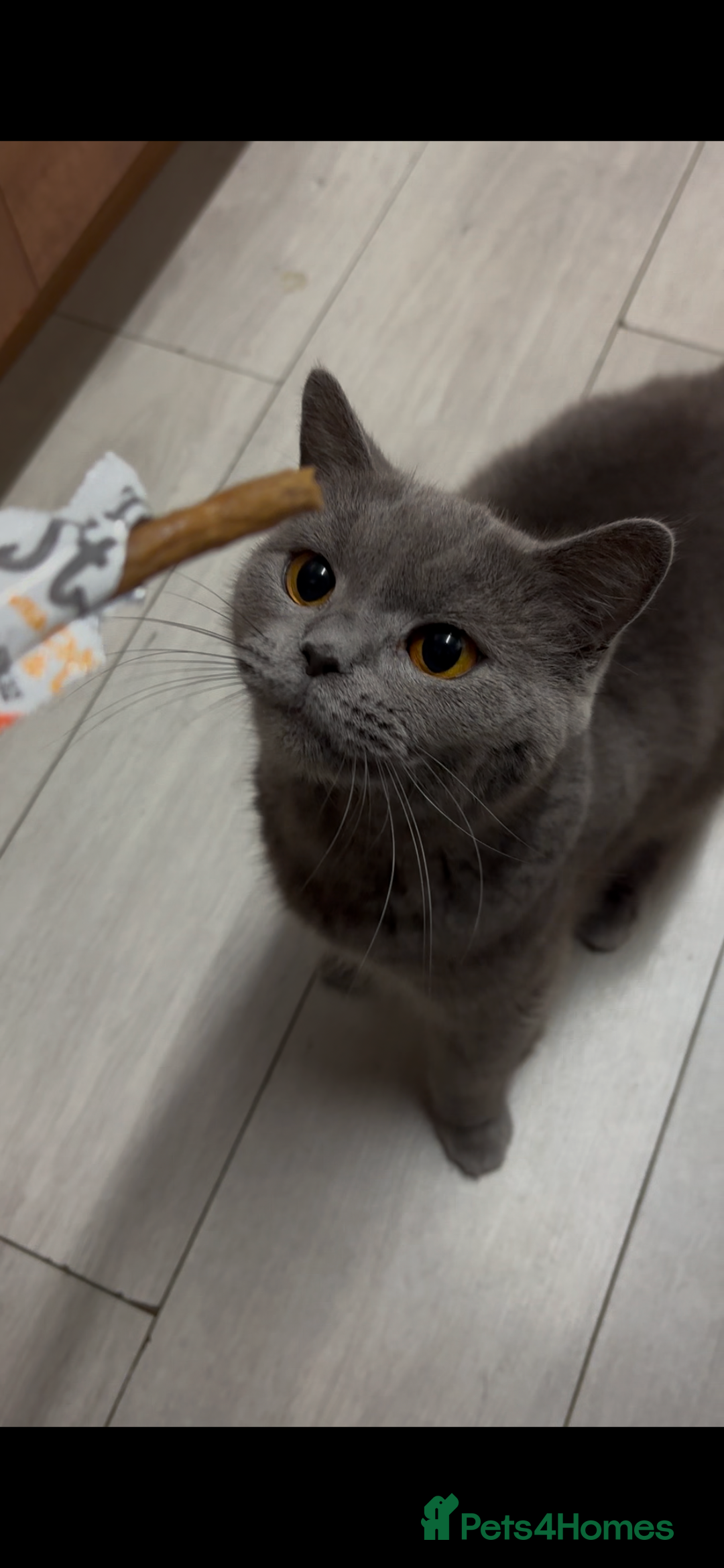 British Shorthair cats for sale: British short hair queen - Advert 1