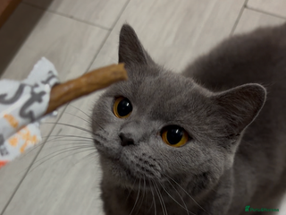 British Shorthair cats British short hair queen - Advert 5