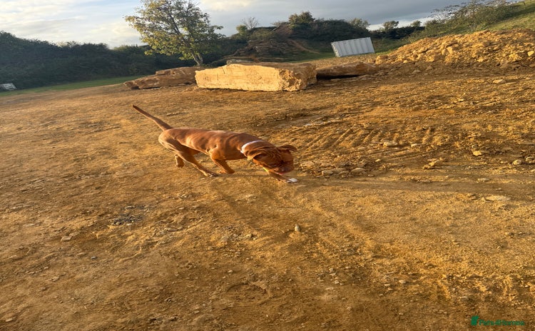 Dogue De Bordeaux dogs - Advert 10