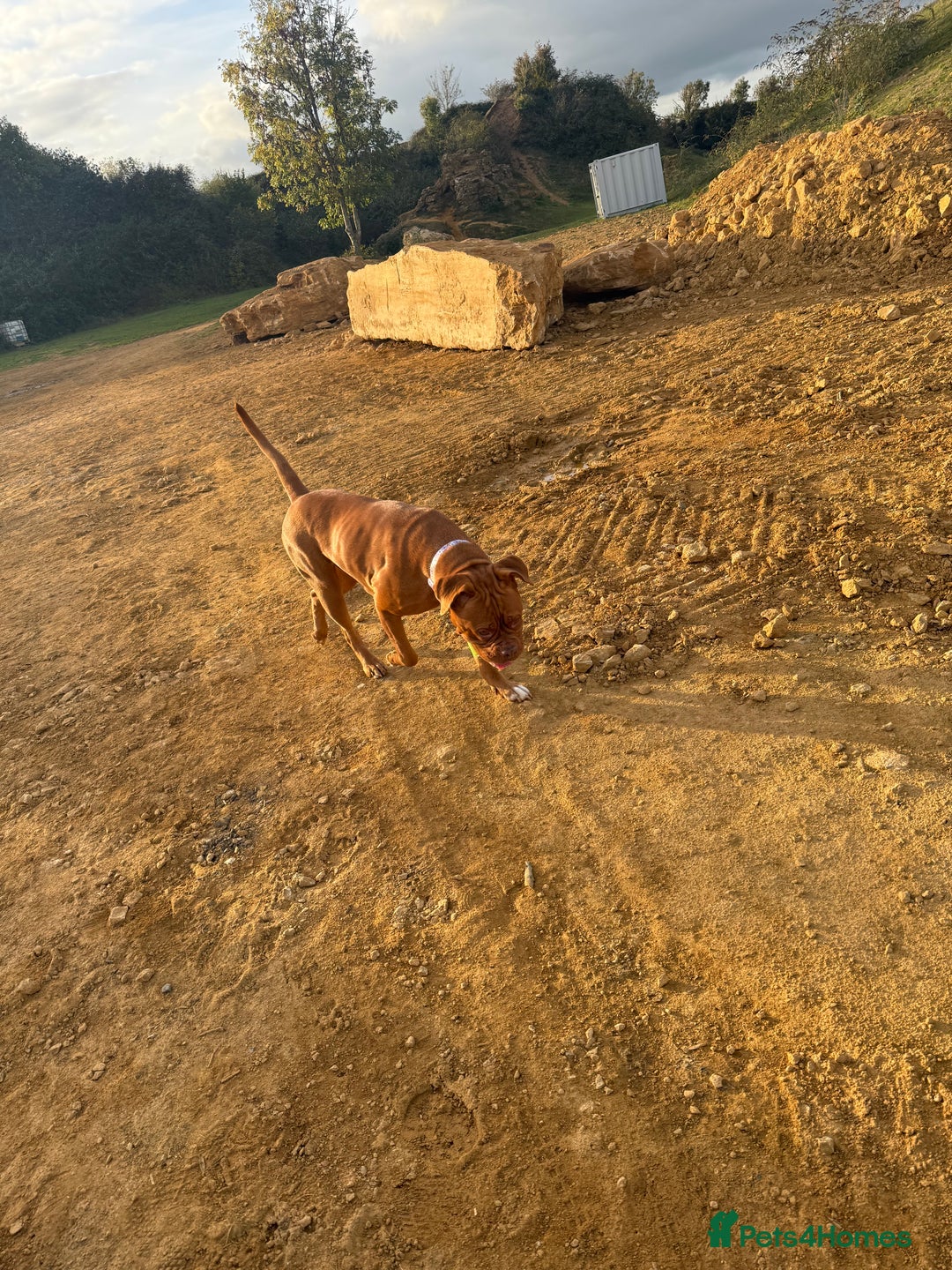 Dogue De Bordeaux dogs for sale: Tina  - Image 1