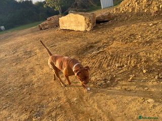 Dogue De Bordeaux dogs for sale - Advert 1