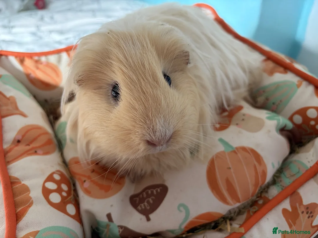 Guinea Pig rodents for sale: female guinea pig pairs - Advert 2