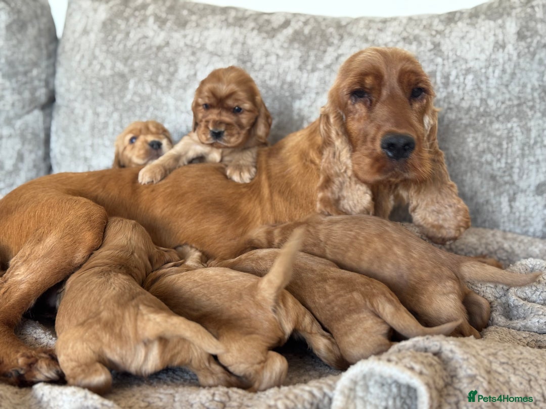 Cocker Spaniel dogs for sale: BEAUTIFUL KC REGISTERED SHOW TYPE HEALTH TESTED - Image 21