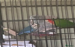 Lovebirds birds for sale: 2 gorgeous love birds  - Image 2