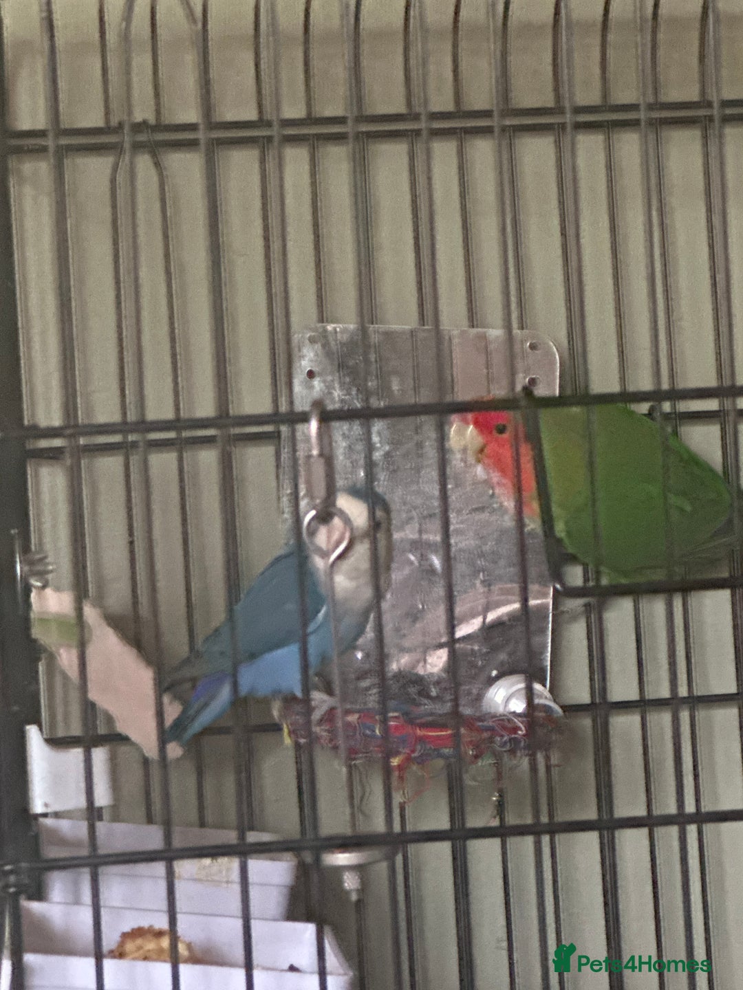 Lovebirds birds for sale: 2 gorgeous love birds  - Image 2