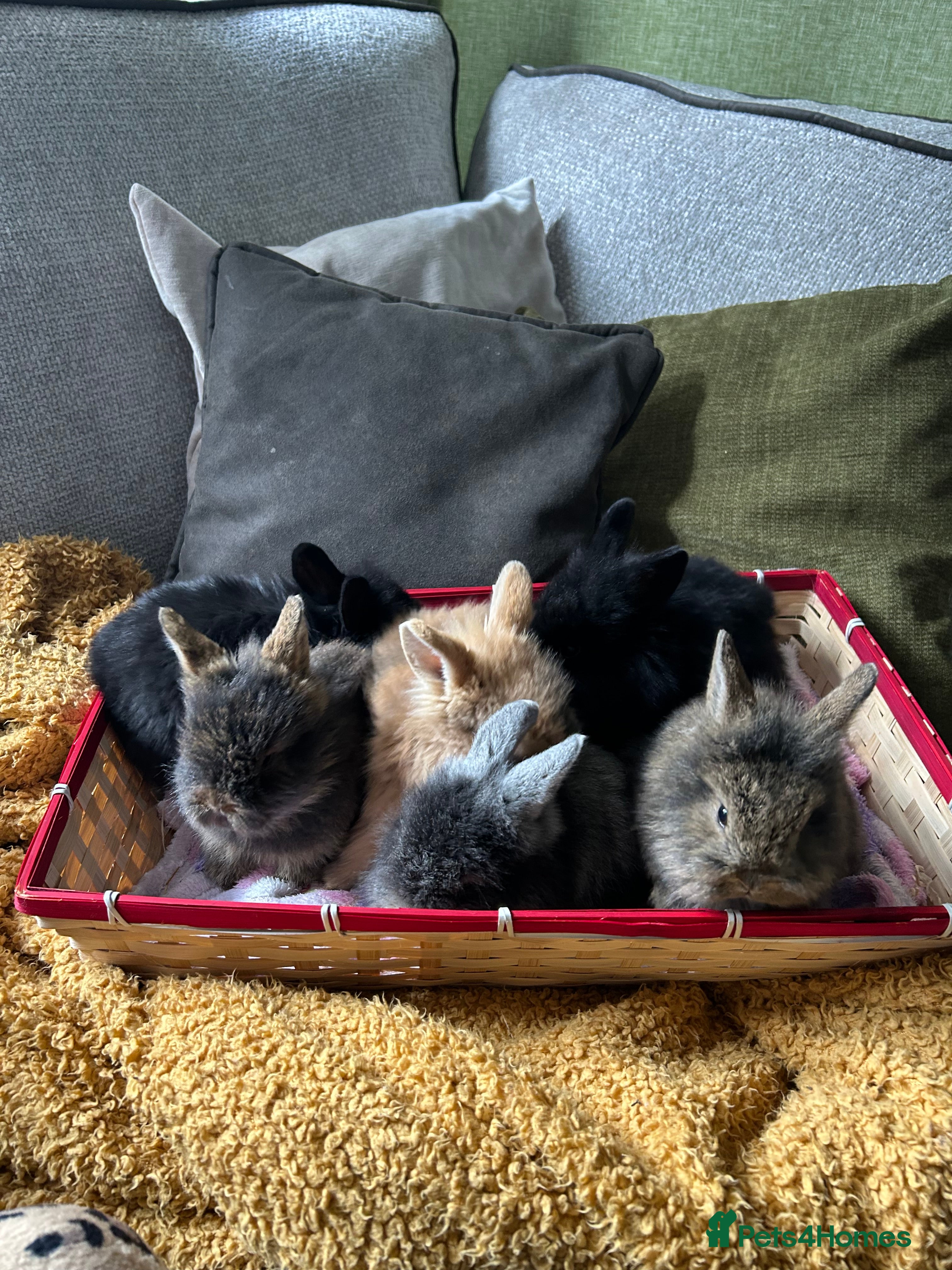 Lionhead rabbits Baby lion head  - Advert 9